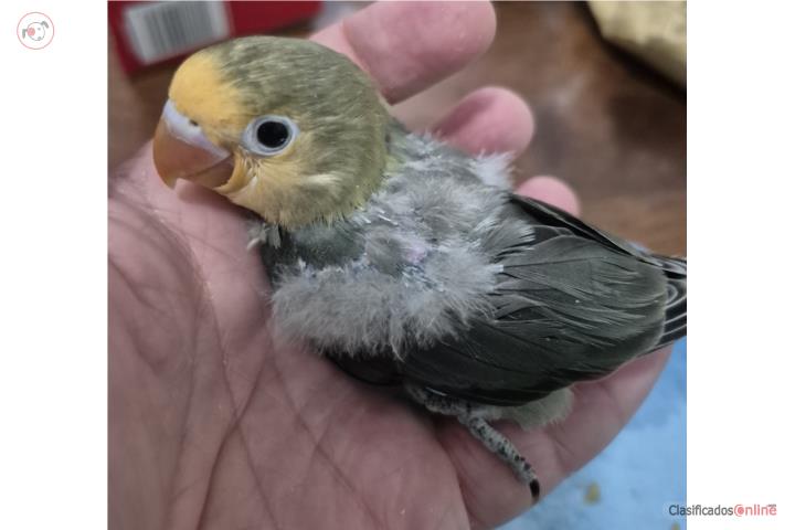Lovebird para criar a mano Puerto Rico
