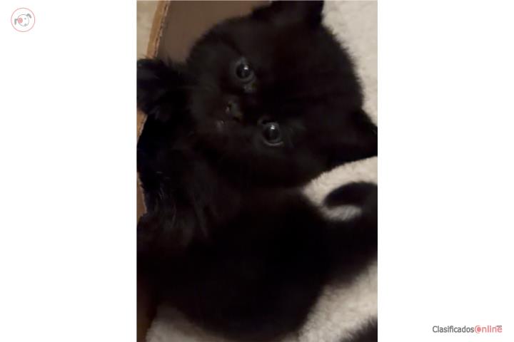 British Shorthair  Puerto Rico