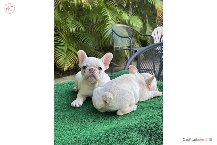French bulldog  Puerto Rico