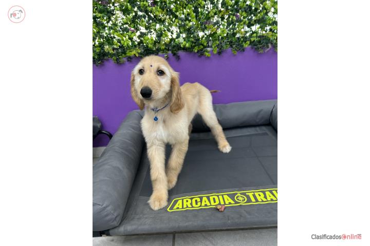 Afghan Hound Macho Puerto Rico