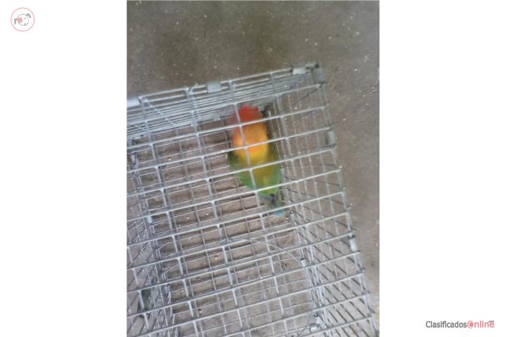 LOVEBIRD ANILLADO FISCHER EWING MACHO Puerto Rico