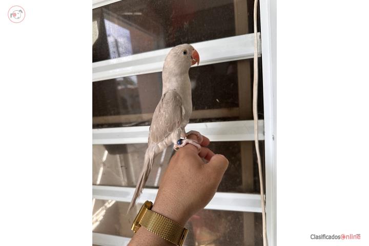 Ring neck mansa . Hembra ADN  Puerto Rico
