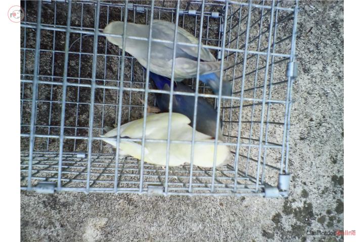 PAREJA DE LOVEBIRDS ROSEICOLLIS FALLOW W/F Puerto Rico