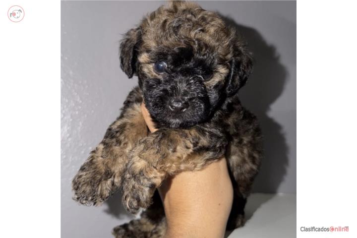 Toy Poodle  Puerto Rico