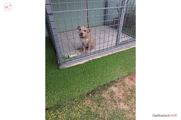 Se vende perrita pitbull Puerto Rico