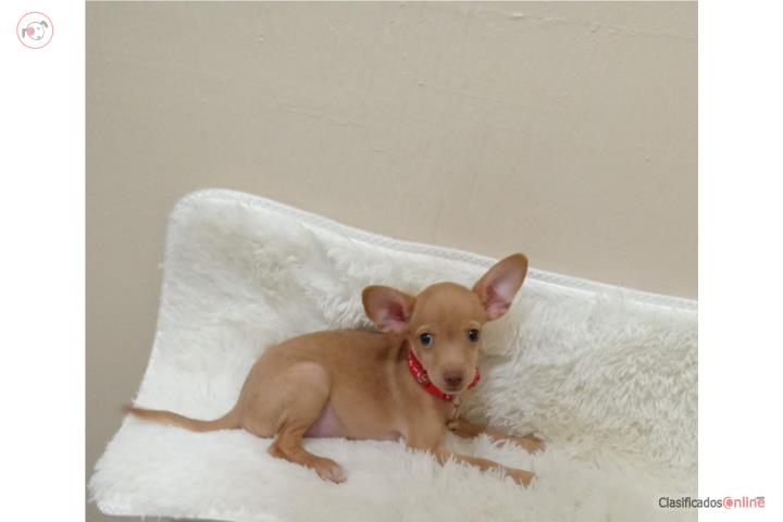 Chihuahua    Puerto Rico