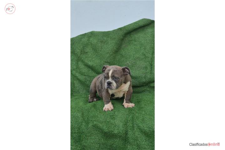 Bully hembra merle Puerto Rico