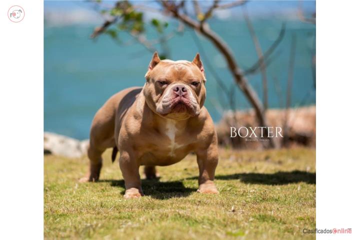American bully  Puerto Rico