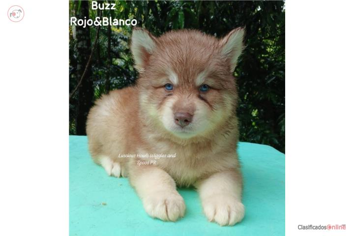 Siberian Husky Registro AKC  Puerto Rico