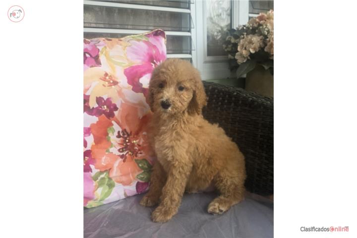 Standard Poodle Macho  Puerto Rico