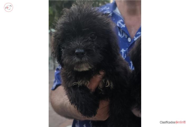 SHITZU + POODLE = SHIPOO Puerto Rico