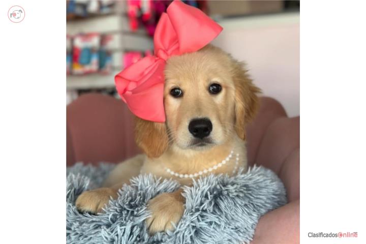 Golden retriever 3 meses hembra  Puerto Rico