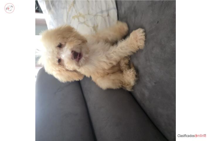 Goldendoodle Standard Nene Puerto Rico
