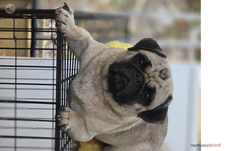 Pug macho  Puerto Rico
