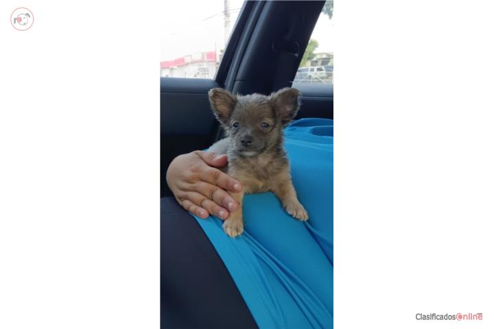 Chihuahua merle con Pelo largo Ojos Azules Puerto Rico