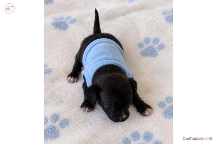 Chihuahua nene  Puerto Rico