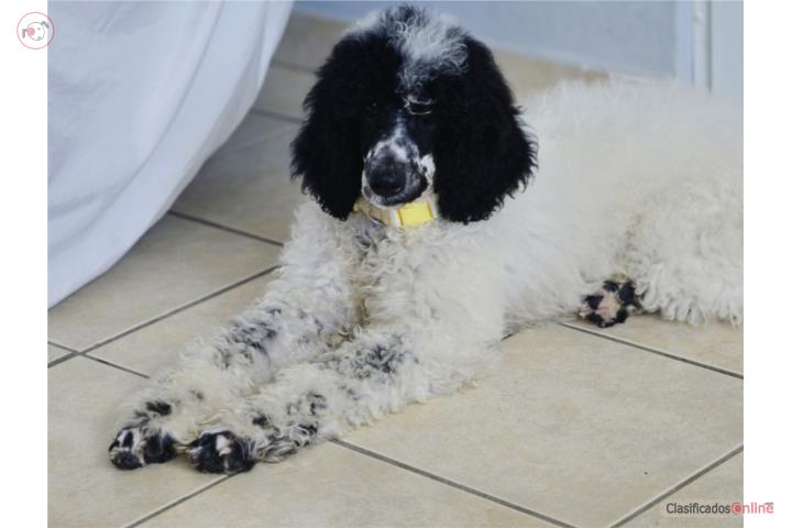 Standard poodle hembra  Puerto Rico