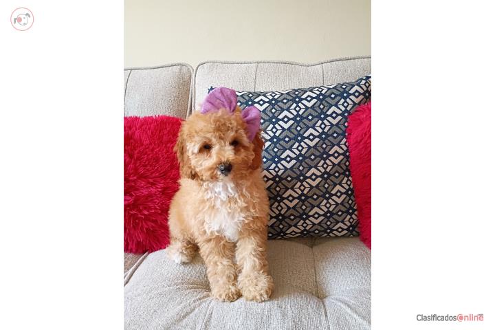 Preciosa cavapoo color crema y blanco Puerto Rico