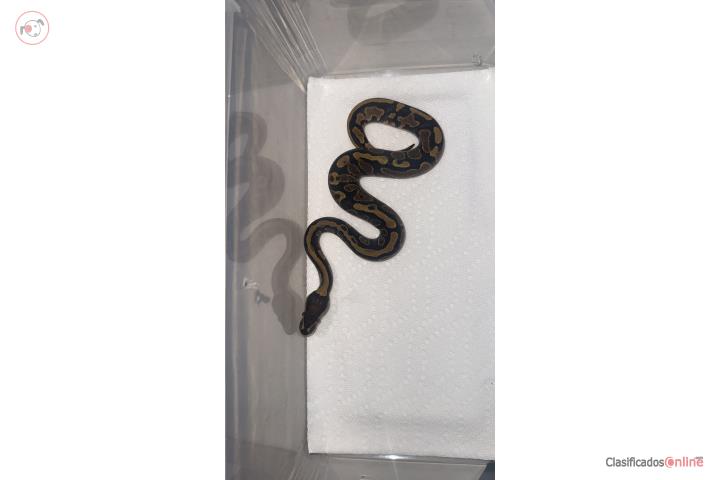 Ballpython  Puerto Rico
