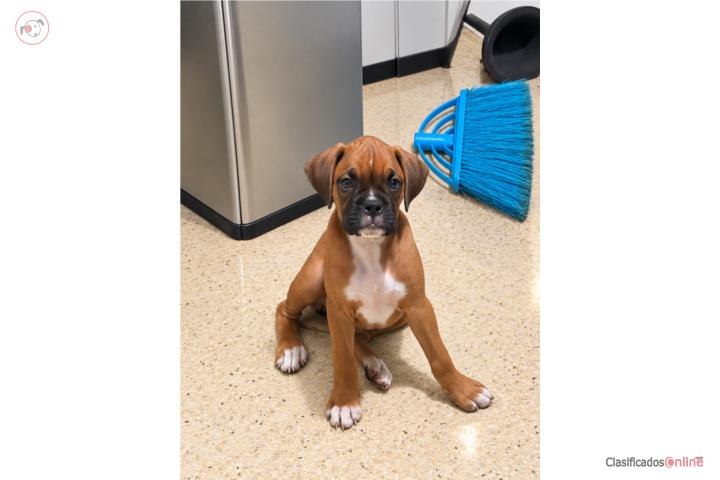 Boxer Puerto Rico