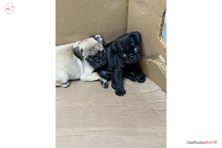 Pug Puerto Rico