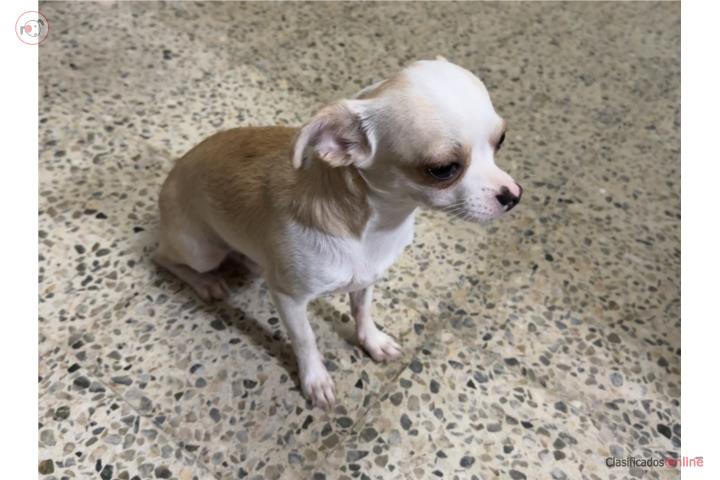 Chihuahua Macho de 10 meses Puerto Rico