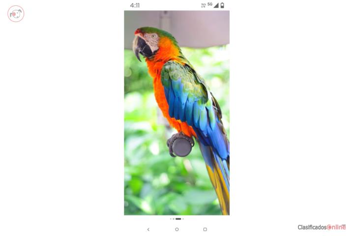 Guacamayo Puerto Rico