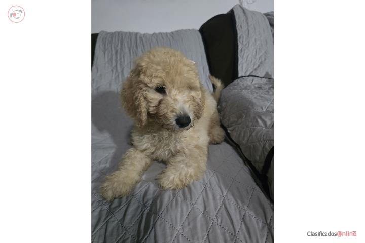 Poodle Standard Puerto Rico