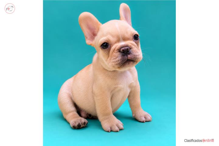 French Bulldog  Puerto Rico
