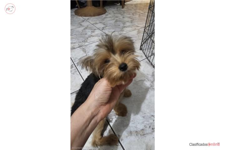 Yorkie hembra toy 10 meses Puerto Rico