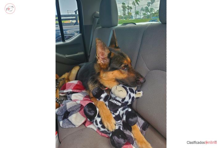 German Shepherd en Adopción Puerto Rico