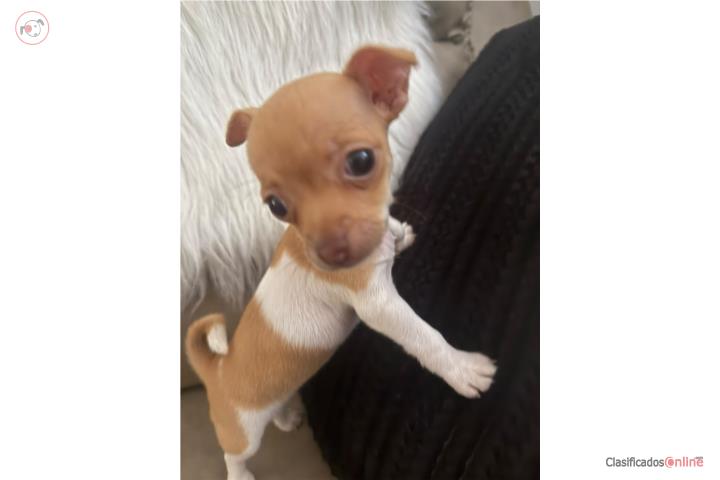 Chihuahua nena 2 m 450 Bayamon  Puerto Rico