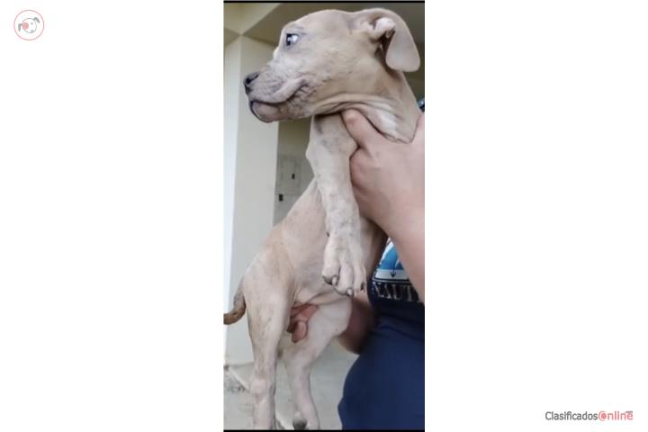 American pitbull lilac merle brindle Puerto Rico