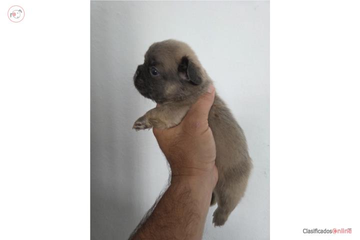 French Bulldog Macho Fluffy  Puerto Rico