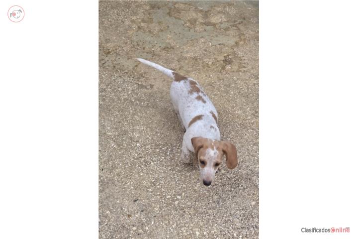 Dachshund Puerto Rico