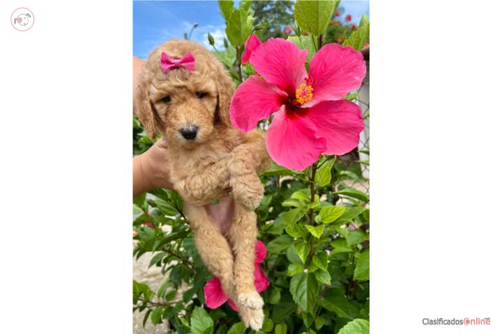 Standar Poodle  Puerto Rico