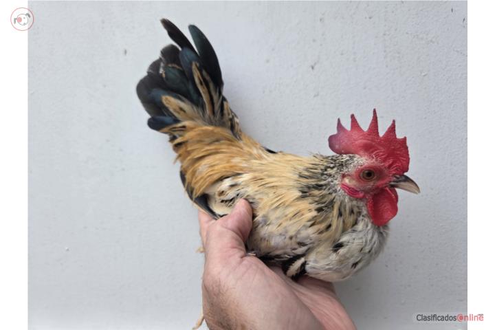 Gallito Kiri Puerto Rico