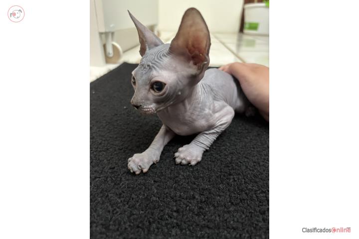 Gato sphynx  Puerto Rico