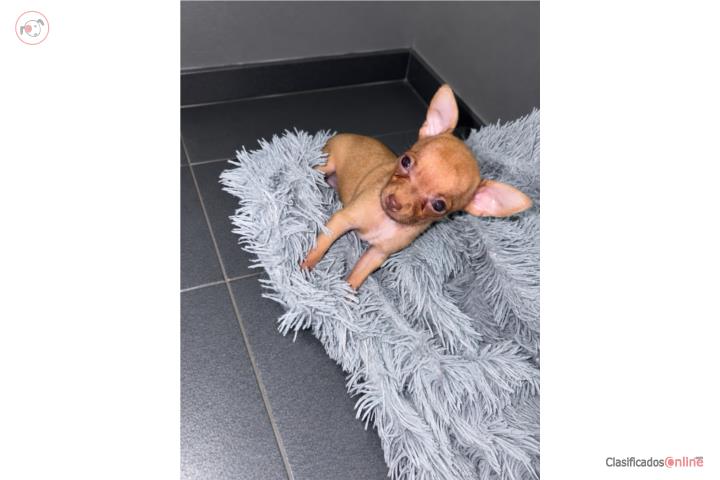 Chihuahua hembra  Puerto Rico