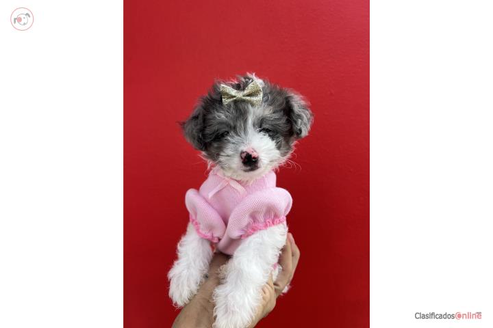 Teacup poodle nena  Puerto Rico