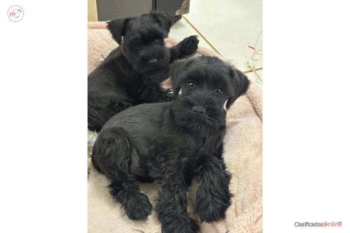 Mini Schnauzer Puppies Puerto Rico