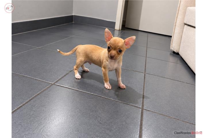 Chihuahua macho  Puerto Rico