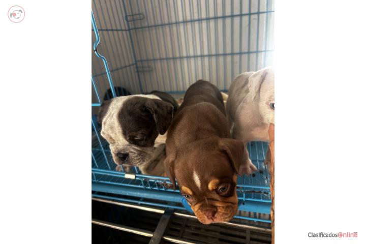 Bully Puerto Rico