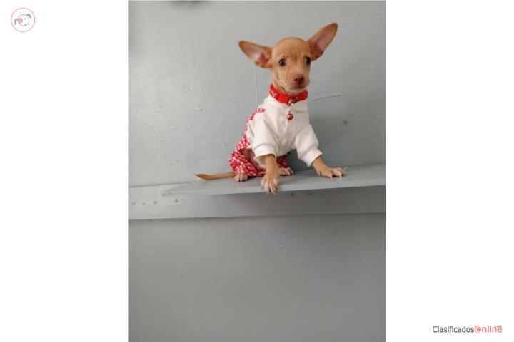 Chihuahua nene  250 guayanilla  Puerto Rico