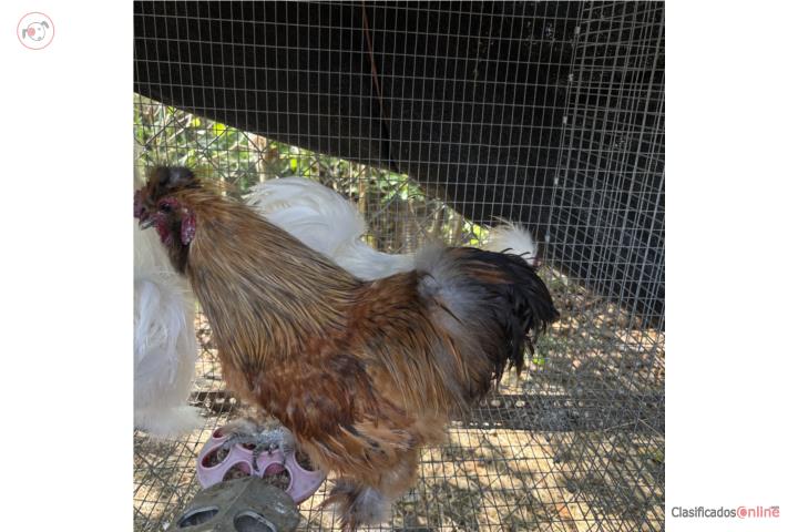 Silkies (lote de 25) Puerto Rico