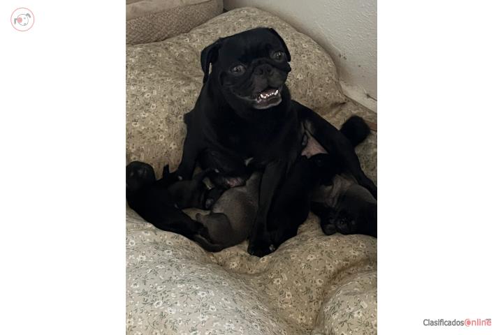 Pugs a la venta Puerto Rico