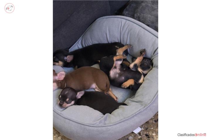Chihuahua cumplen los 2 meses en sep 27 Puerto Rico