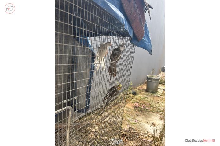 Cockatiel adultos 3 x 50 Puerto Rico