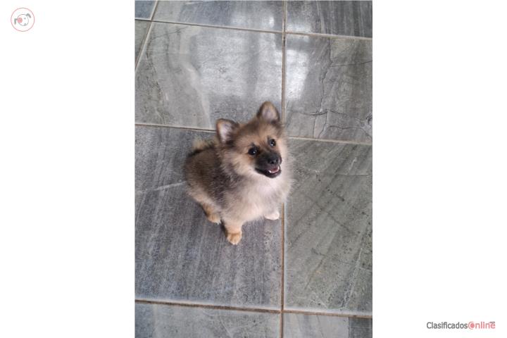 Pomerian macho Puerto Rico