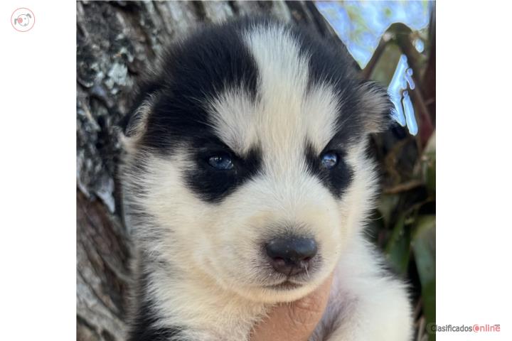Bellas Siberian Husky Puerto Rico